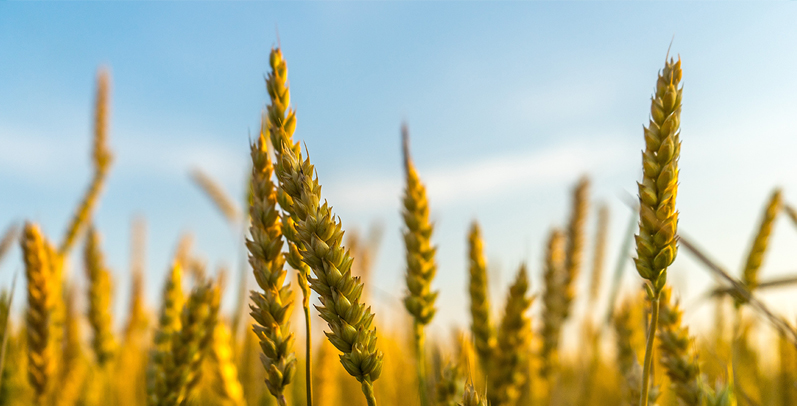 Post-Harvest Weed Control