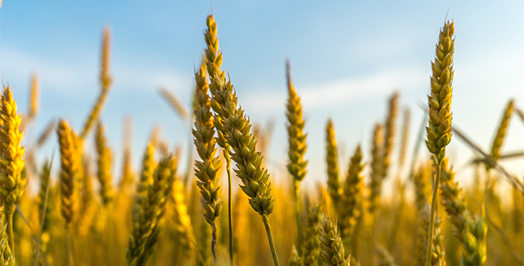 Post-Harvest Weed Control
